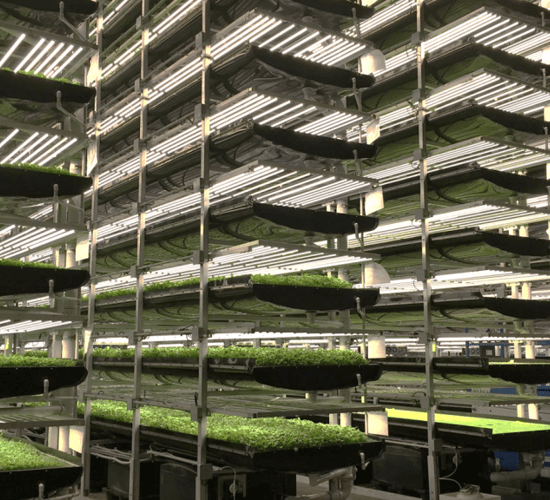 Organic farming on a shelf with hydroponics