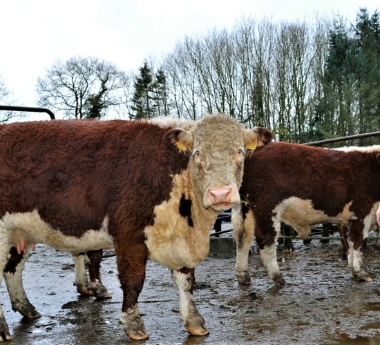 Flying through audits and pedigree breeding in Co. Carlow