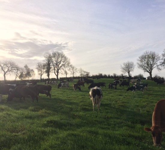 Grass advice: Cleaning final heavy covers and keeping your cows healthy
