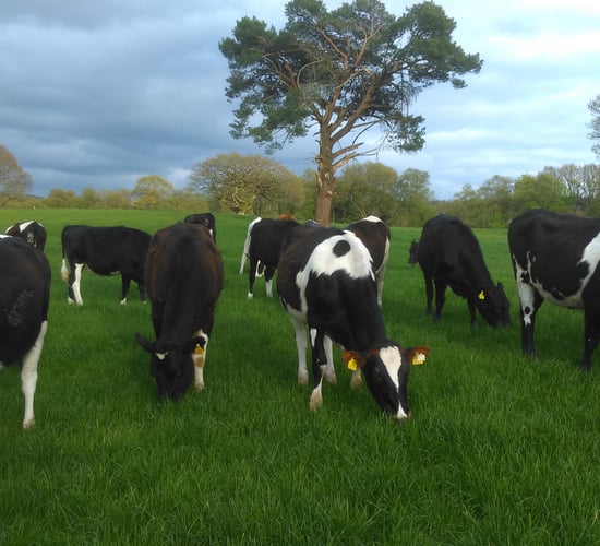 Development work will ring the changes at Glenstal Abbey farm