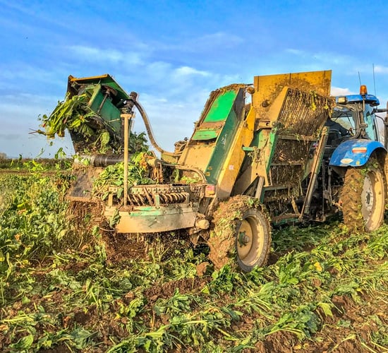 Forage focus: 'Savage' crops of beet pulled in Co. Kildare