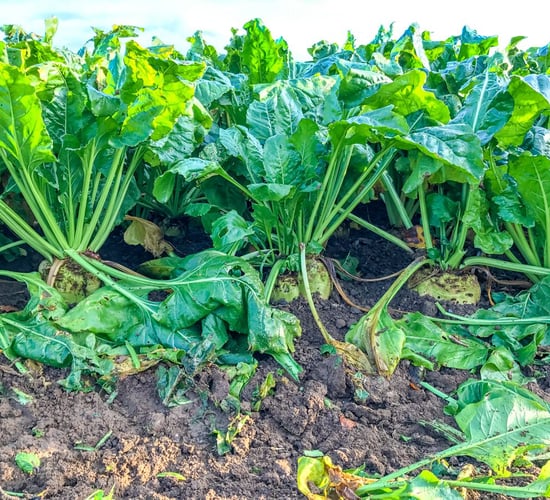 Area sown to cereal crops dropped almost 7% since 2017