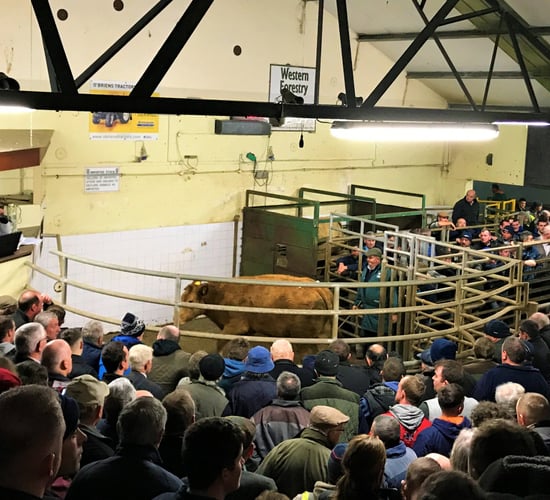 Record-breaking heifer price recorded at Balla Mart weanling show and sale