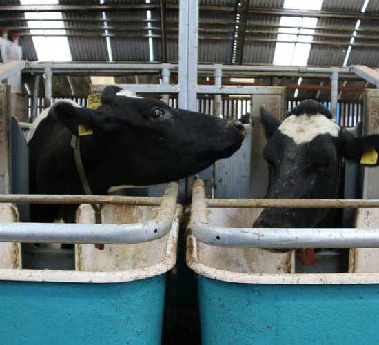 World Dairy Summit: The Co. Down herd in the top 1% of £PLI rankings