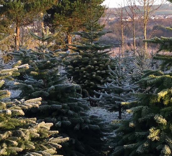 Over 600,000 Irish Christmas trees to be harvested this year