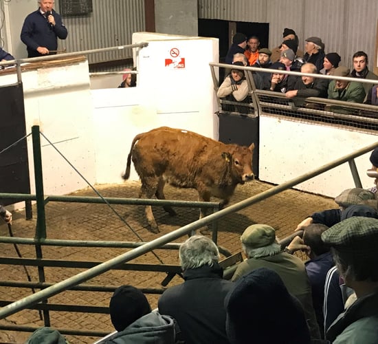 Cattle marts: Pics and prices from Mountrath heifer and bullock sale