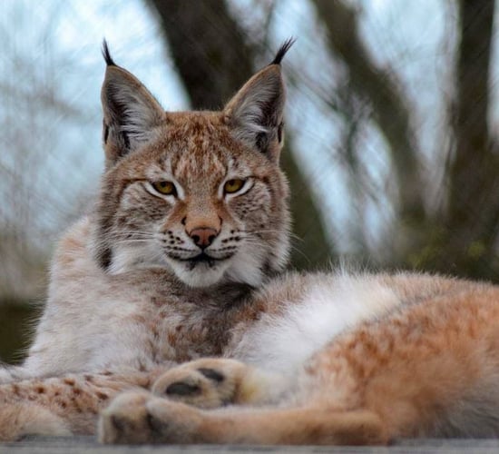 7 sheep allegedly killed by escaped wild cat
