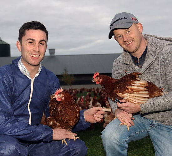 Happy hens once more in Co. Meath