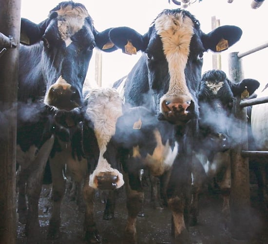 What can a pre-breeding scan tell you about your herd?