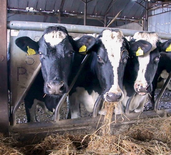 How this Co. Limerick farmer supplies instant hot water to his dairy farm