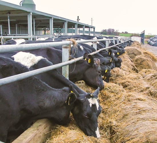 'No one miracle cure to address fodder shortages'