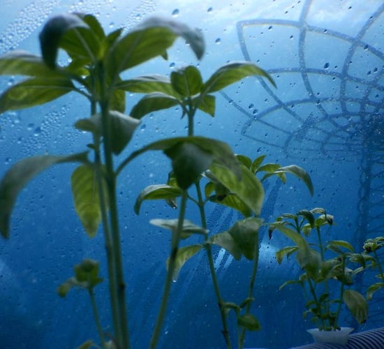 Video: Fancy some vegetables grown underwater?