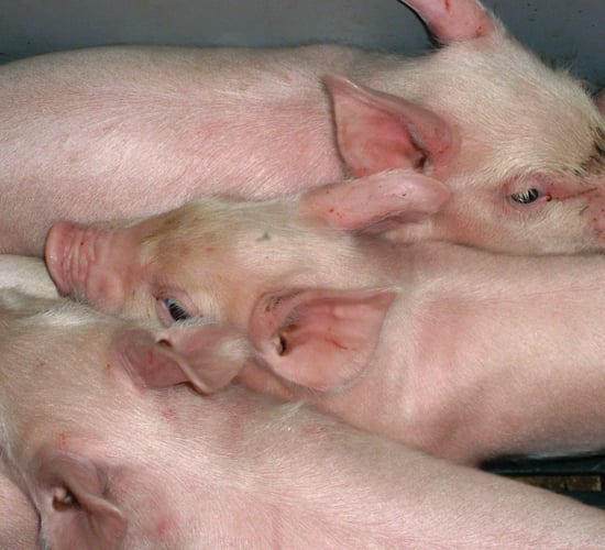 What is best practice when it comes to vaccinating my pigs?