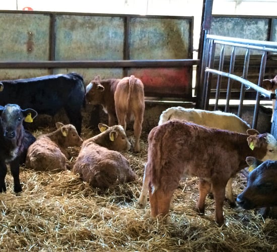 Has the decline in suckler calvings continued?