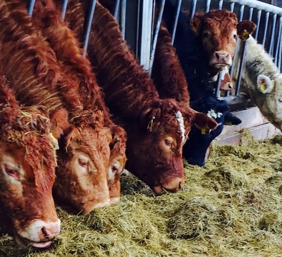 TB reactors: Suggestions of remote valuations 'ludicrous'