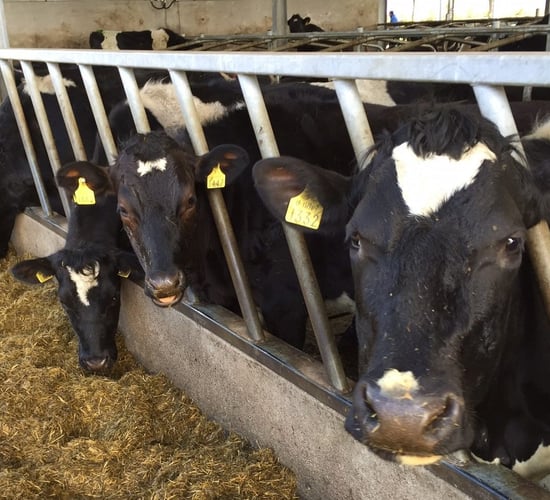 Dairying: 'We have lost the plot in Northern Ireland'