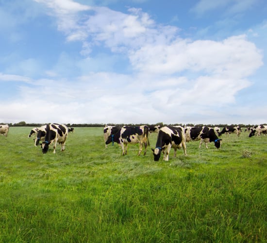 Video: Can you cut electricity costs on your dairy farm?