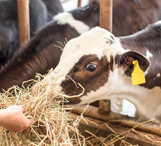 Bridging the gap between tag supplier and farmer