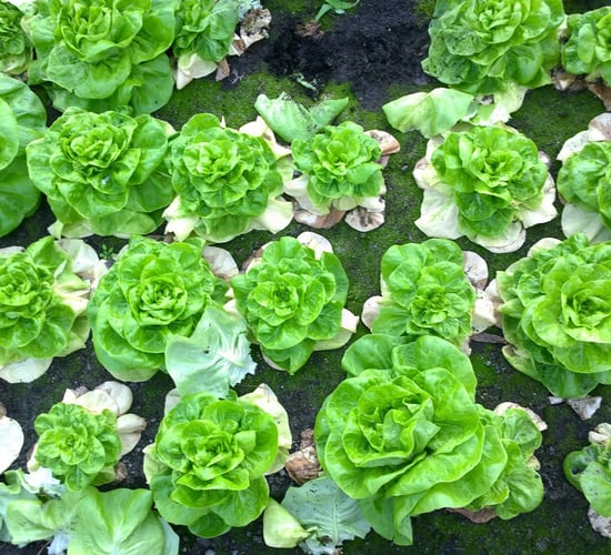 Aggressive lettuce disease Fusarium wilt spotted in UK for the first time