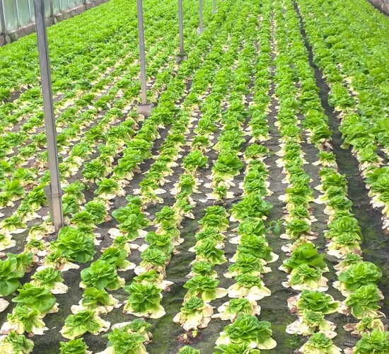 Ag-tech experts and growers to create prototype robotic lettuce harvester