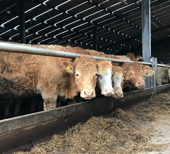 Will your store cattle hit the target this winter?