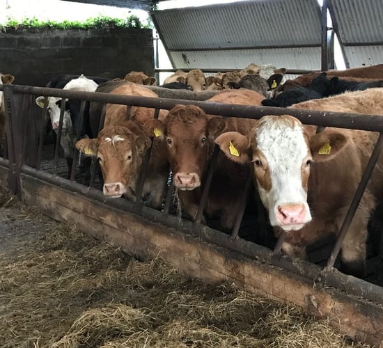 €140/hd gap between Irish and UK steer prices 'unacceptable'