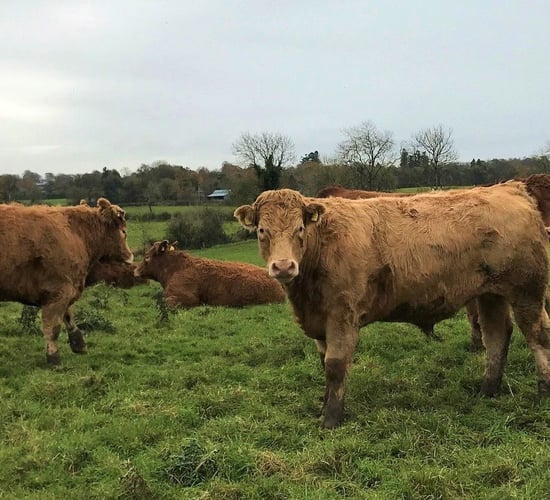 Beef focus: Bringing all calves to slaughter on midlands suckler farm
