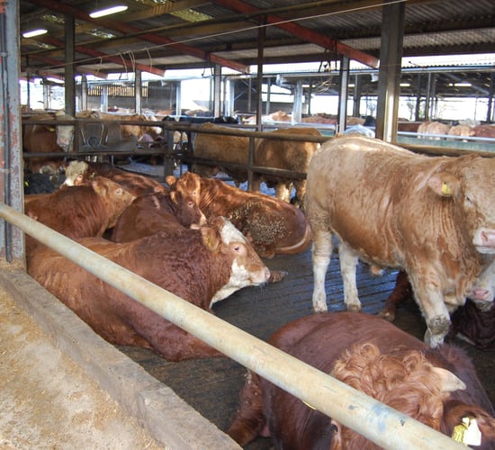 Finishing cattle: How to assess if an animal is fit for slaughter
