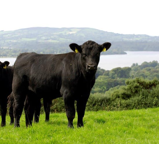 Winners announced for Certified Irish Angus Beef Schools Competition 2018