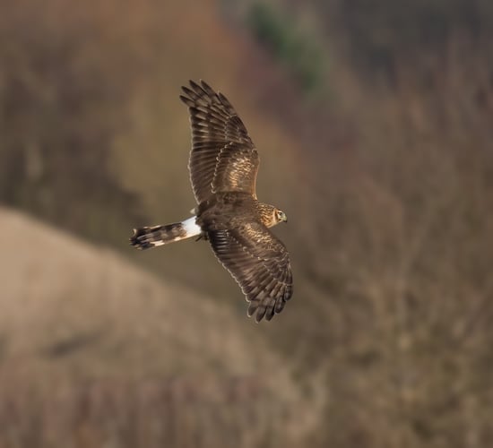 Public consultation on Hen Harrier Threat Response Plan opens