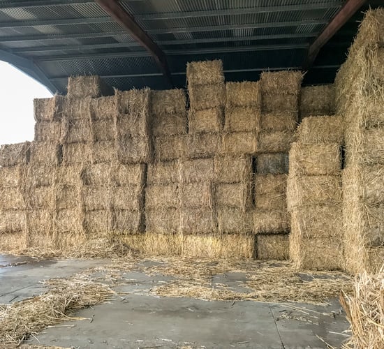 Forage focus: Have you considered miscanthus as a bedding option?