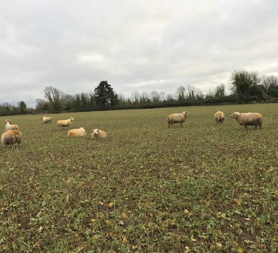 Forage focus: Getting a head start with 'Redstart'