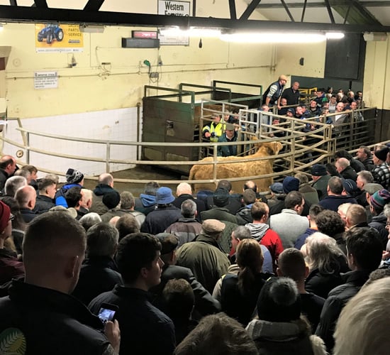 Stores lead the way as cattle marts 'close up shop' for Christmas