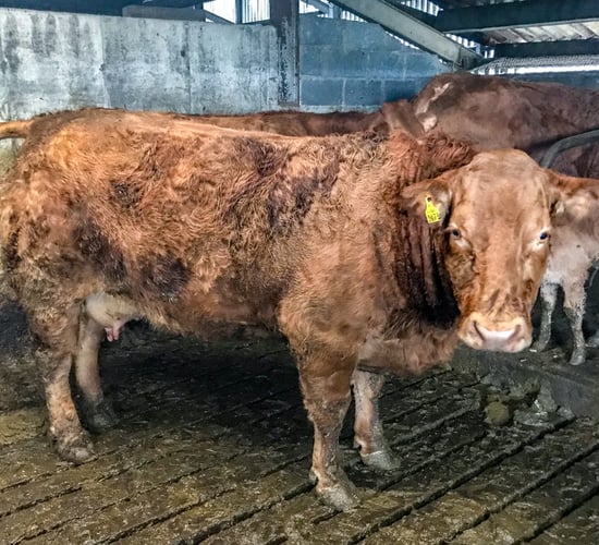 Beef focus: Attention to detail key to success on a pedigree Limousin farm