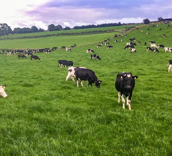 Dairy focus: Catching the 'grazing bug' in Co. Roscommon