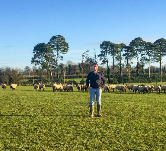 Sheep focus: Going down the New Zealand route in Co. Laois