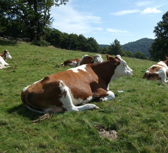 New skincare range from 'the meadows' keeps it natural
