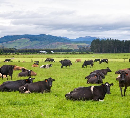 Farm assistants in New Zealand among jobs available in agri-sector