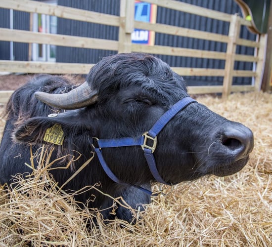 'Sourcing milking buffalo in Europe is a challenge'