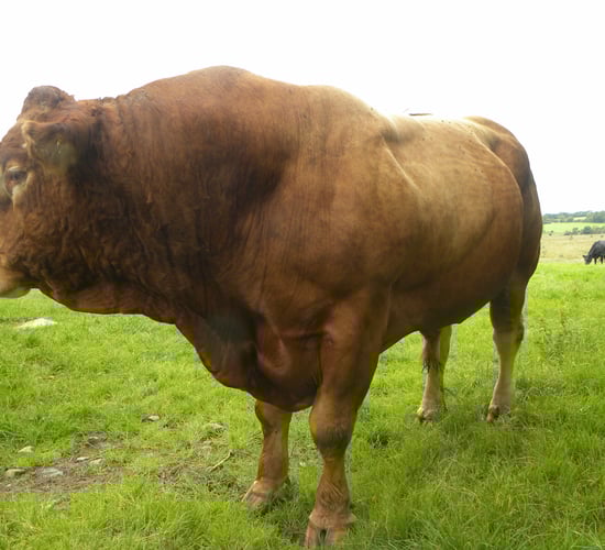 Are you managing your stock bull correctly?