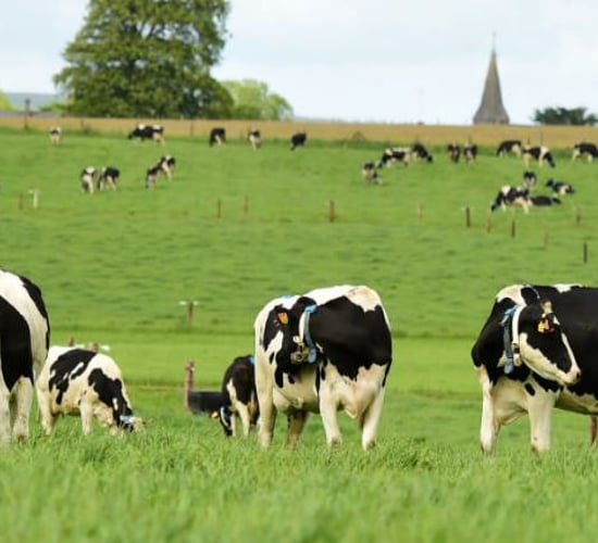'There will be no bailout if milk price drops' - Hogan
