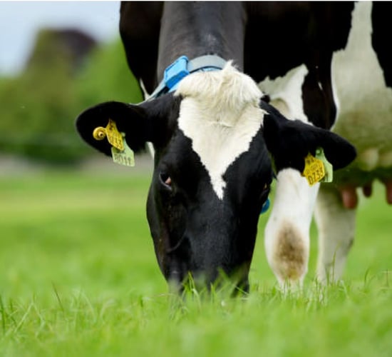International dairy congress to descend on Ireland next month