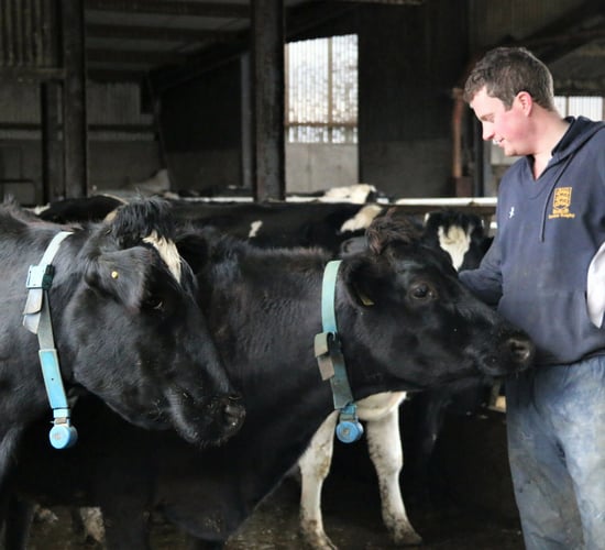 NI indepth: 'New Zealand inspired me to swap sucklers for dairy cows'