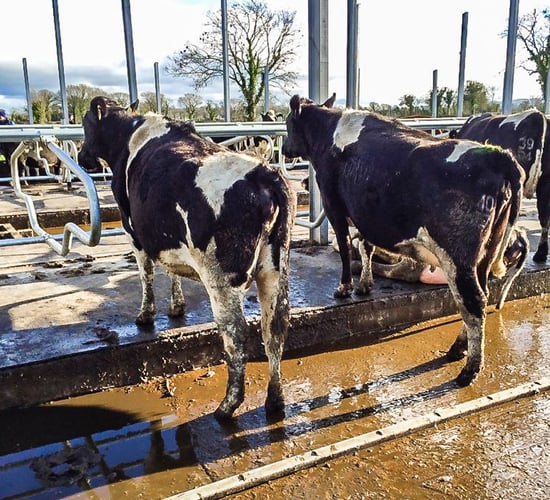 Lessons learned from genomic breeding in New Zealand