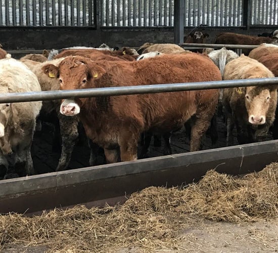 Map: Ireland's live cattle exports up 32.7% - but where did they go?
