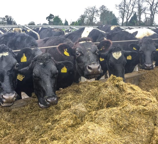 'Where silage is short, it will have to be rationed'
