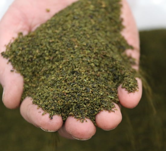 'Follow-on' livestock seaweed supplement launched