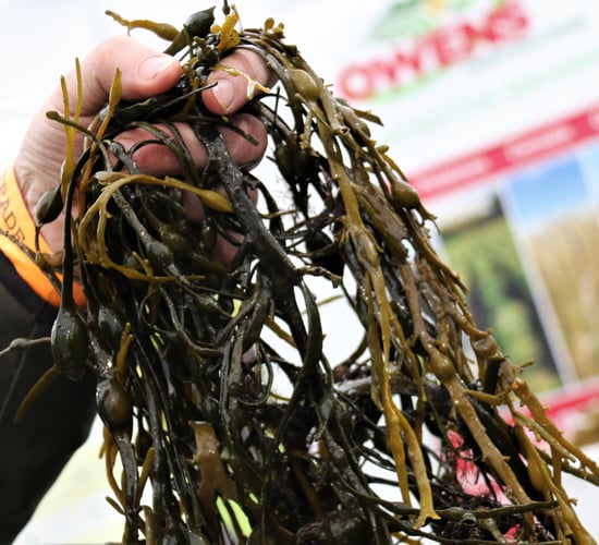 Is seaweed the secret to success in antibiotic-free farming?