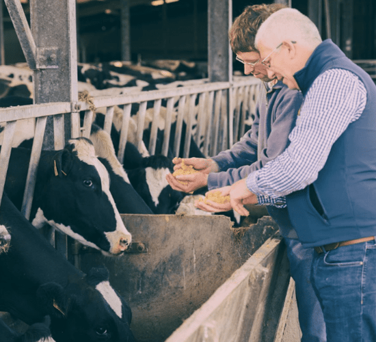 Video: Unlocking a Holstein herd's potential with Eornagold