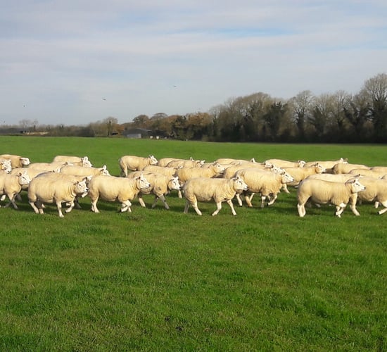 North East Texel Club to host annual in-lamb sale